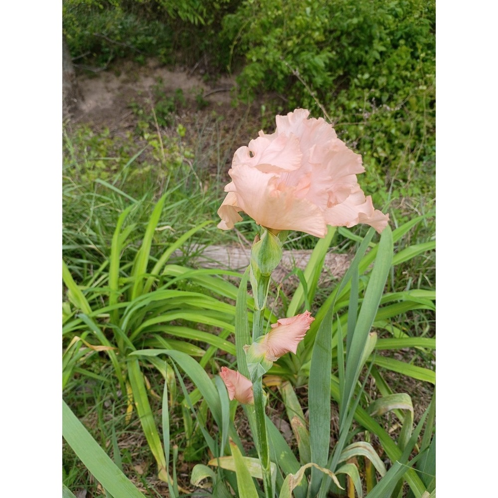 Peachy Sue German Beaded Iris Rhizomes Limited Quality Zone 3-10